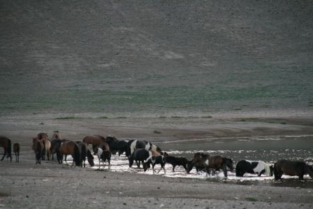 chevaux  assoifés